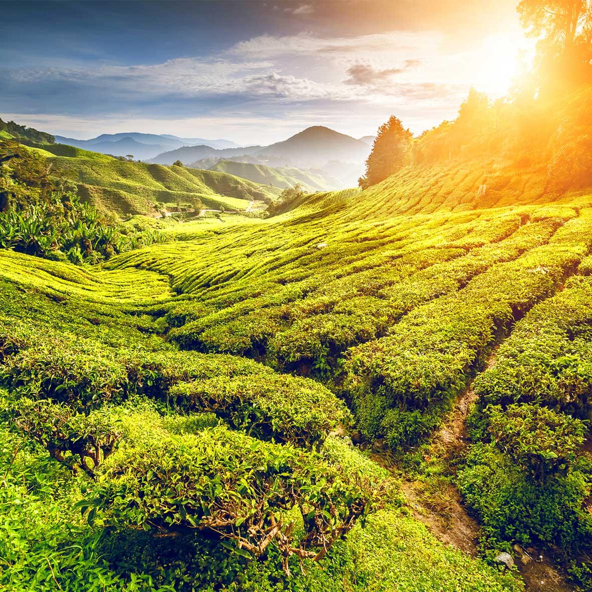 Sonnige Teeplantage mit sanften grünen Hügeln und Bergen im Hintergrund bei Sonnenaufgang.