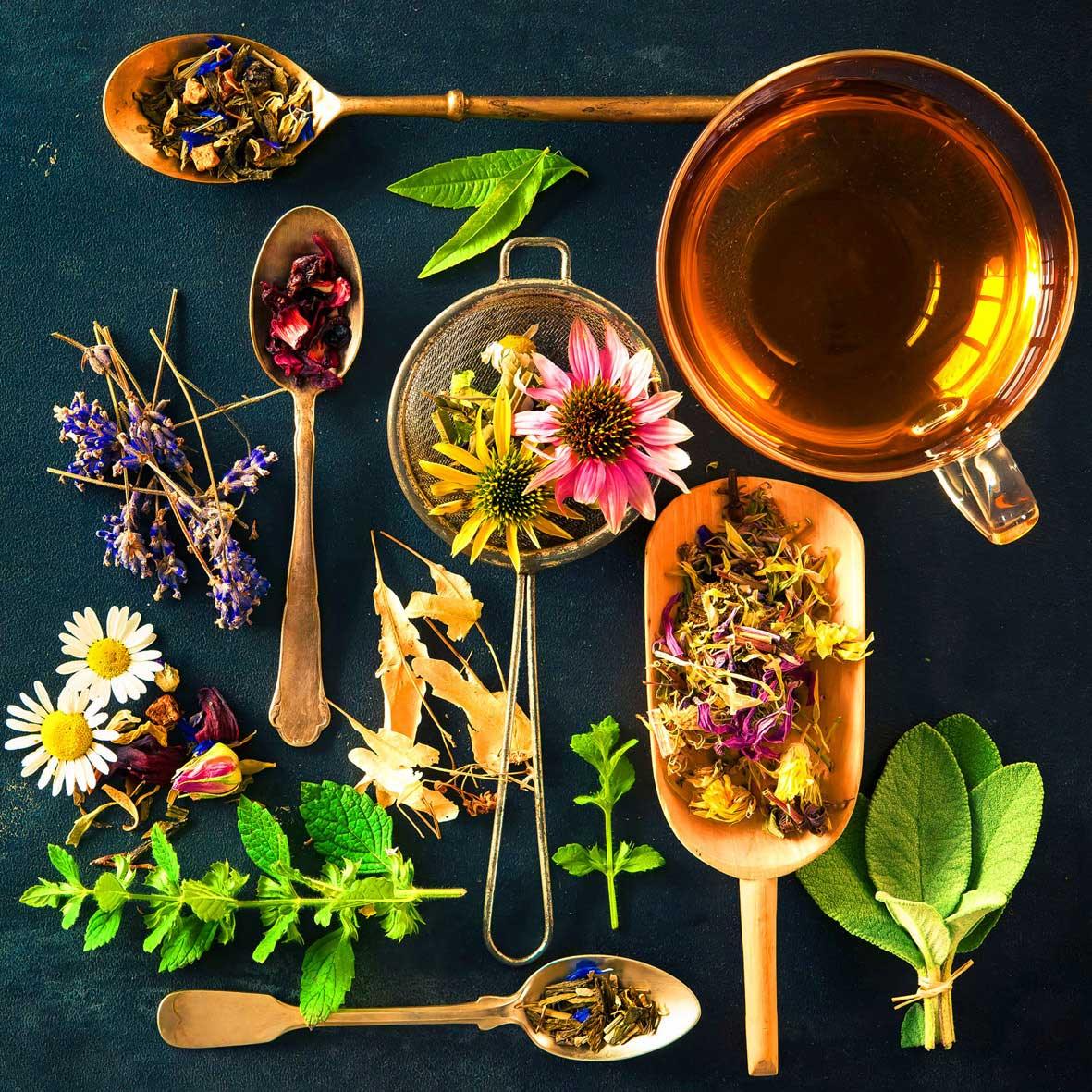 Kräutertee-Zutaten Ansicht mit Teetasse, getrockneten Blüten, Kamille, Lavendel und Minze auf dunklem Untergrund.