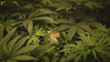 Shop-Video Vorschau: dichtes Cannabis-Blätterdach mit einem versteckten, hellbraunen Paket im Zentrum, ideal für legale Pflanzenzucht.
